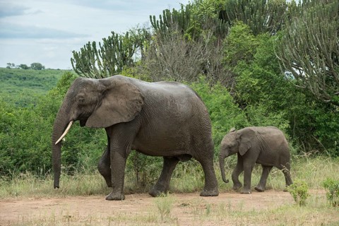 African Elephants (Loxodonta africana)