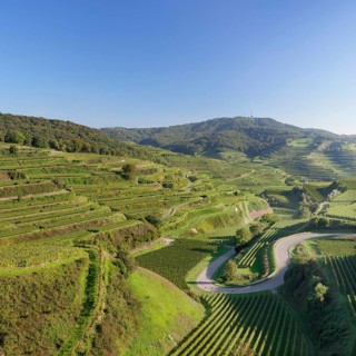 Vineyards