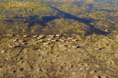 Red Lechwe (Kobus leche leche)