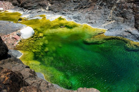 Green pond in a valley at the Dixsam plateau