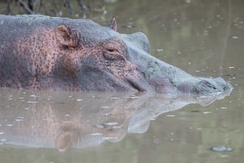 Hippopotamus (Hippopotamus amphibius)