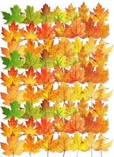 Autumn leaves