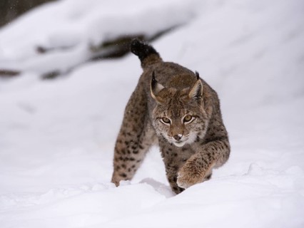 Northern Lynx (Lynx lynx) walking through snow