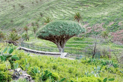 Dragon tree Drago de Agalan near Alajero