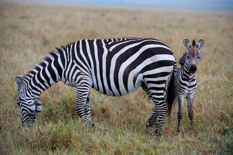 Plains Zebras (Equus guagga)