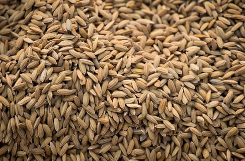 Rice grains