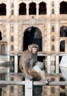 Rhesus Macaque (Macaca mulatta) at Monkey Temple