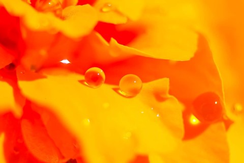 Dewdrops on a blooming orange Tagetes flower (Tagetes)