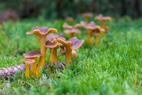 Yellowfoot fungus (Craterellus tubaeformis)