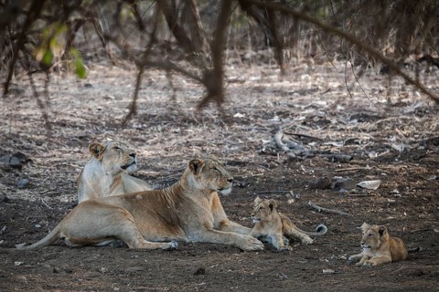 Asiatic lion (Panthera leo persica)