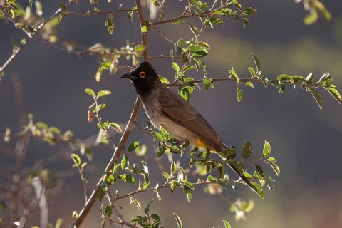 African red-eyed bulbul (Pycnonotus nigricans)