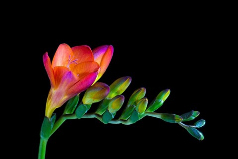 Red Freesia (Freesia)