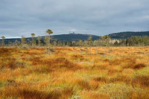 Bodebruch raised bog in autumn with view of the Brocken mountain