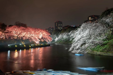 Canal with colored illuminated cherry trees on the shore at night