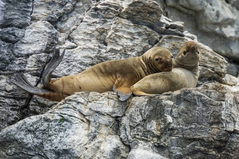 South American sea lions (Otaria flavescens)