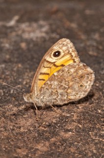 Wall Brown (Lasiommata megera)