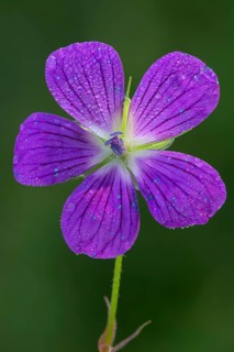 Wood Cranesbill (Geranium sylvaticum)