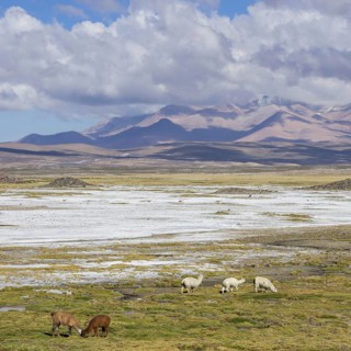 Llamas (Lama glama) in front of mountains