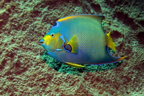 Queen Angelfish (Holacanthus ciliaris) in front of sponge
