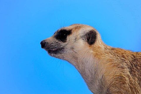 Meerkat (Suricata suricatta) adult
