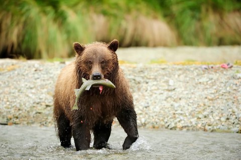 Brown Bear (Ursus arctos) crossing the river with salmon in its mouth