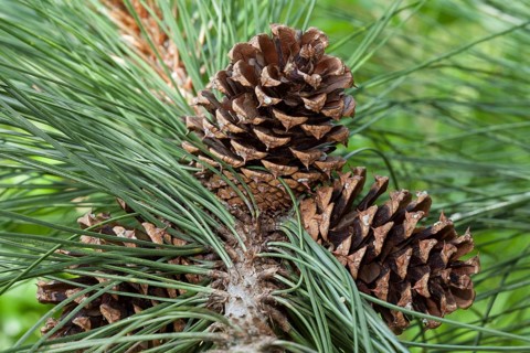 Cones
