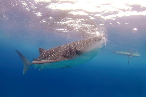 Whale shark (Rhincodon typus)
