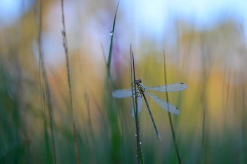 Emerald Damselfly (Lestes sponsa)