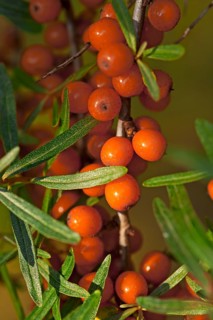 Fruits of the sea buckthorn (Hippophae rhamnoides) on the bush