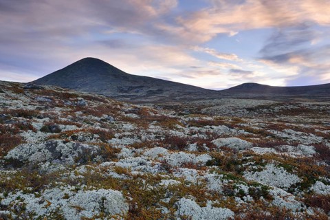 Reindeer Lichen (Cladonia rangiferina)