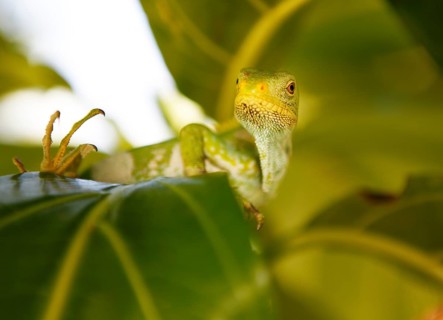 Fiji Banded Iguana (Brachylophus fasciatus)