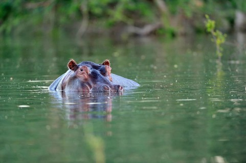 Hippopotamus (Hippopotamus amphibicus)