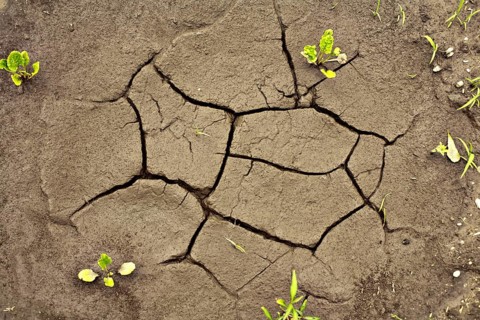 Dried puddle on a field