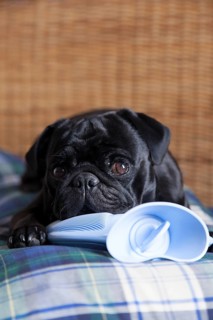 Black pug on hot water bottle in bed