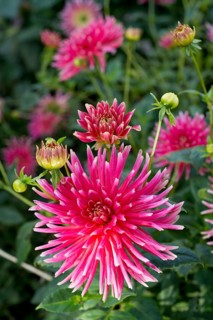 Dahlia hybrids