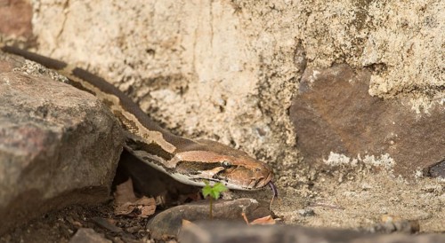 Indian Rock Python or Indian Python (Python molurus) in Ranthambhore Tiger Reserve