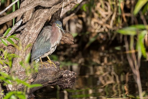 Striated heron (Butorides striata)