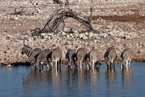 Burchell's Zebras (Equus burchellii) drinking at the Okaukuejo waterhole