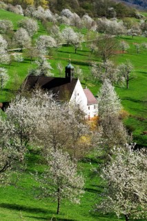Cherry blossom
