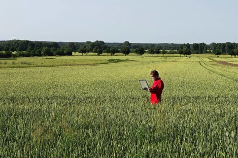 Scientist at grainfield