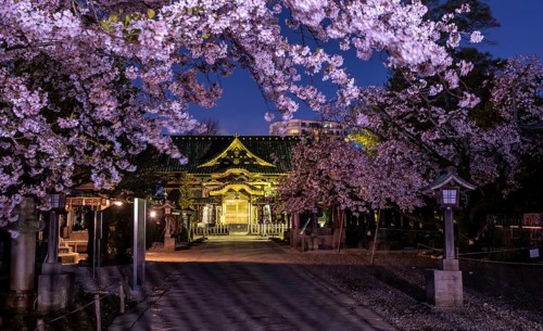 Ueno Toshogu Shrine at Night