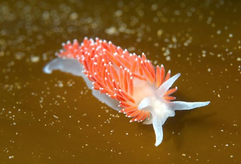 Red-finger Aeolis (Flabellina verrucosa)