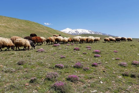 A flock of sheep on a mountain pasture in the Taurus Mountains