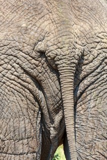 African Elephant (Loxodonta africana)