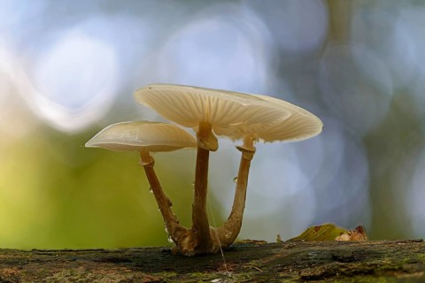 Porcelain Fungus (Oudemansiella mucida)