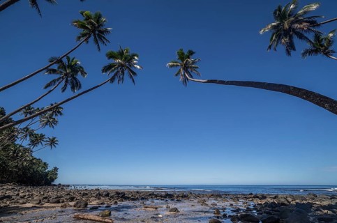 Palm trees on the beach of Lavena