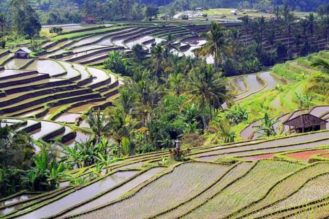 The famous rice terraces of Jatiluwih