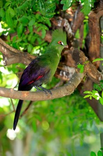 Guinea Turaco (Tauraco persa)