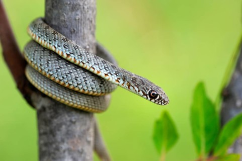 Blotched Snake (Elaphe sauromates)