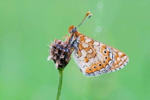 Marsh Fritillary (Euphydryas aurinia)